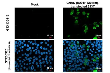 Anti-GNAS (R201H Mutant) antibody used in Immunocytochemistry/ Immunofluorescence (ICC/IF). GTX135413
